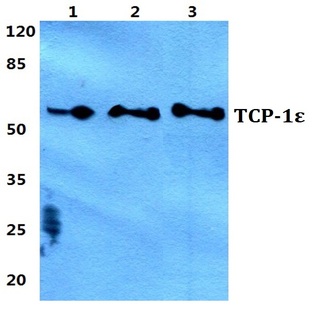 TCP-1E pAb