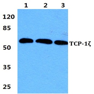 TCP-1(zeta)pAb