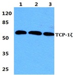 TCP-1(zeta)pAb