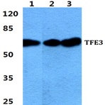 Bs5962_wb