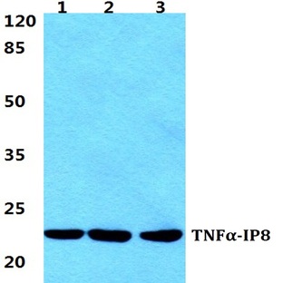 TNF(alpha)-IP8 pAb