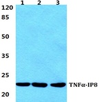 TNF(alpha)-IP8 pAb