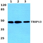 Bs5967_wb