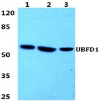 UBFD1 pAb