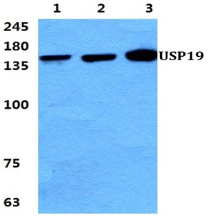 USP19 pAb