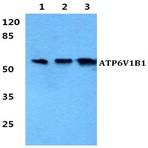 Bs5976_wb