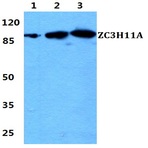 ZC3H11A pAb