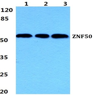 ZNF50 pAb