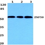 ZNF50 pAb