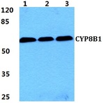 Bs5986_wb