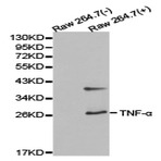 TNF-(alpha) pAb