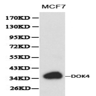 Dok-4 pAb