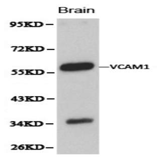 VCAM1 pAb