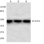 (beta)-Actin (4D3) mAb