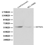 Myotubularin pAb