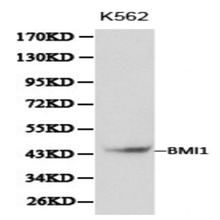 BMI1 pAb