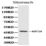 Cytokeratin 19 pAb