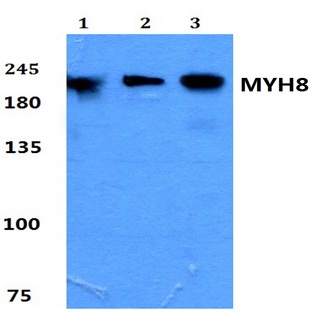 Myosin-8 pAb