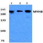 Myosin-8 pAb