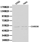 Bs6022_wb