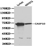 Caspase 10 pAb