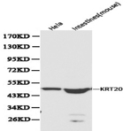 Cytokeratin 20 pAb