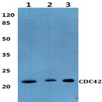 Bs60270_wb