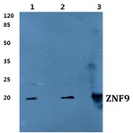 ZNF9 pAb