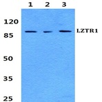 Bs60279_wb