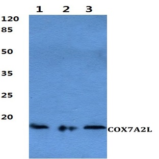 COX7A2L pAb