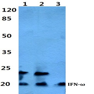 IFN-(omega) pAb