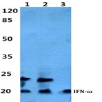 IFN-(omega) pAb