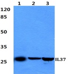 Bs60298_wb