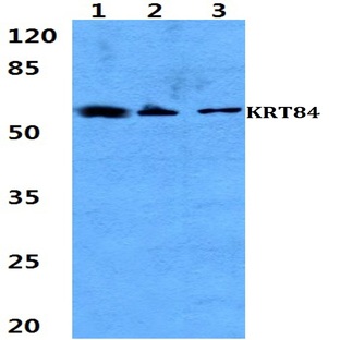 Cytokeratin 84 pAb