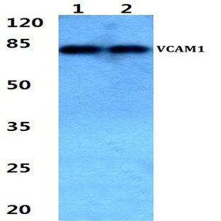 VCAM1 pAb