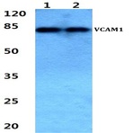 VCAM1 pAb