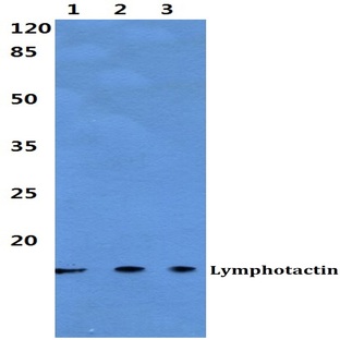 Lymphotactin pAb