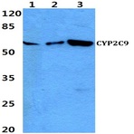 CYP2C9 pAb