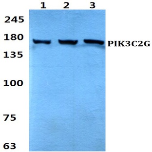 PIK3C2G pAb