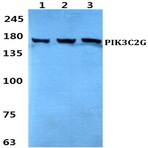 Bs60313_wb