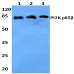 PI3K p85(beta) pAb