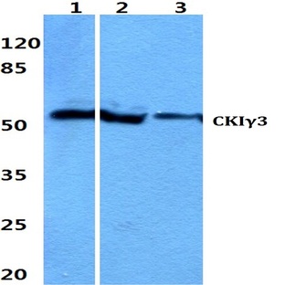 Casein Kinase I(gamma)3 pAb