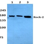 Bs60322_wb