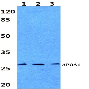 APOA1 pAb