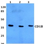 CD1B pAb