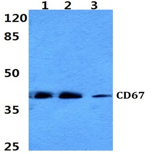 CD67 pAb