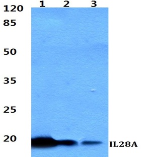 IL28A pAb