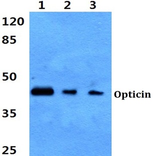 Opticin pAb