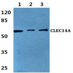 CLEC14A pAb