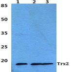 Trx2 pAb